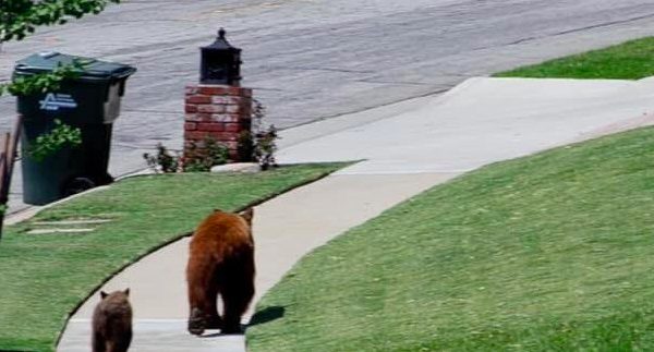 How to Stop Bears from Trashing Your Home or Campsite 3
